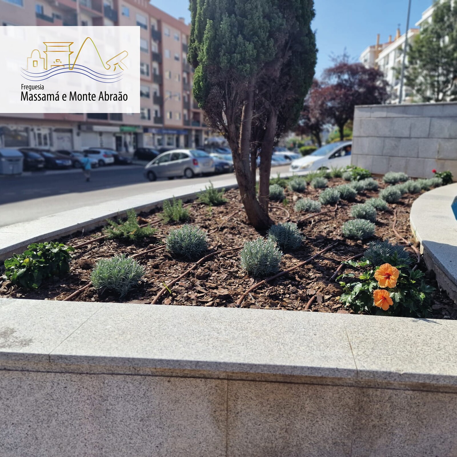 Espaço Público | Plantação de Plantas na freguesia