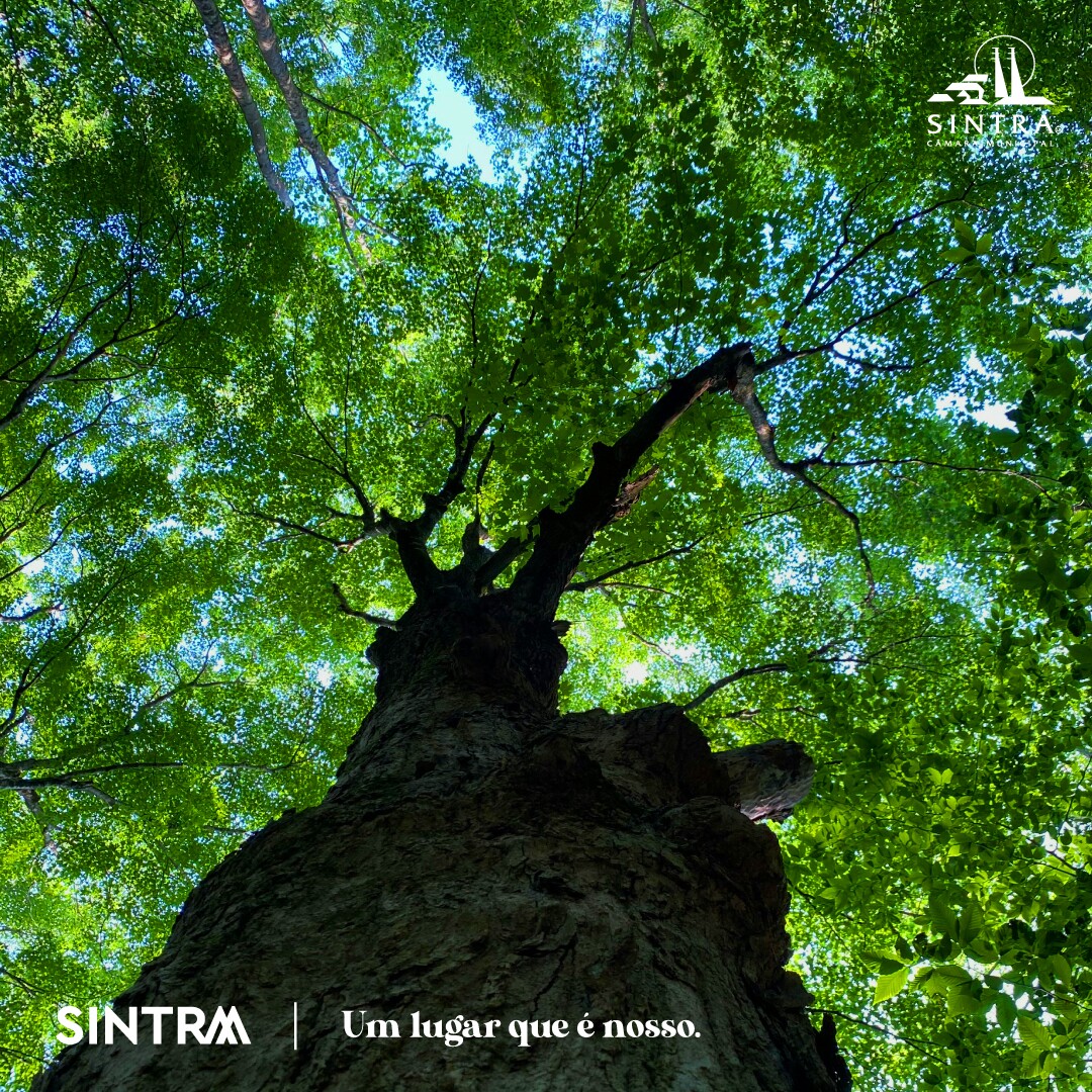 Poda de árvores na freguesia Massamá e Monte Abraão