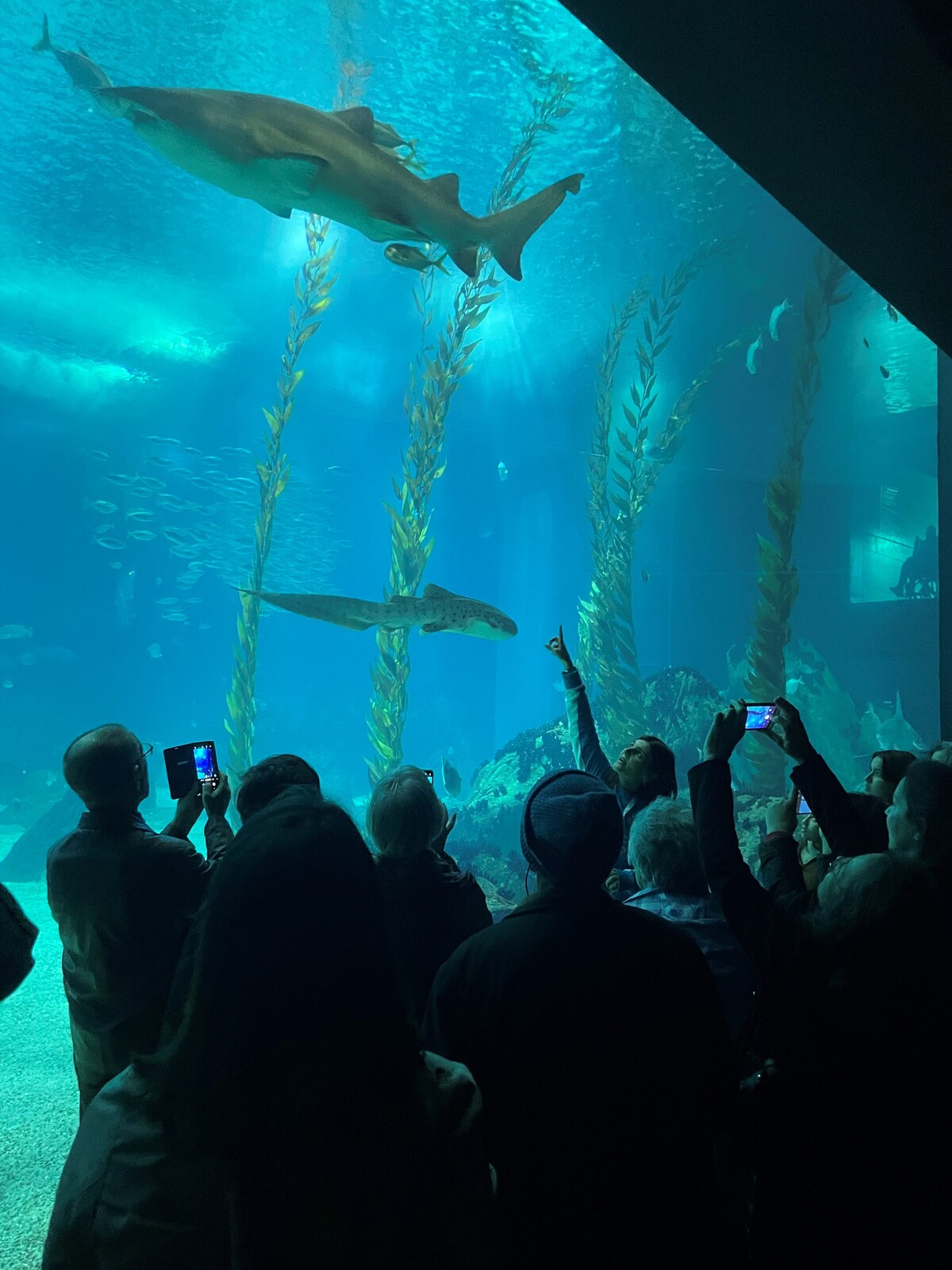 Câmara Municipal de Sintra | Os dias da Idade