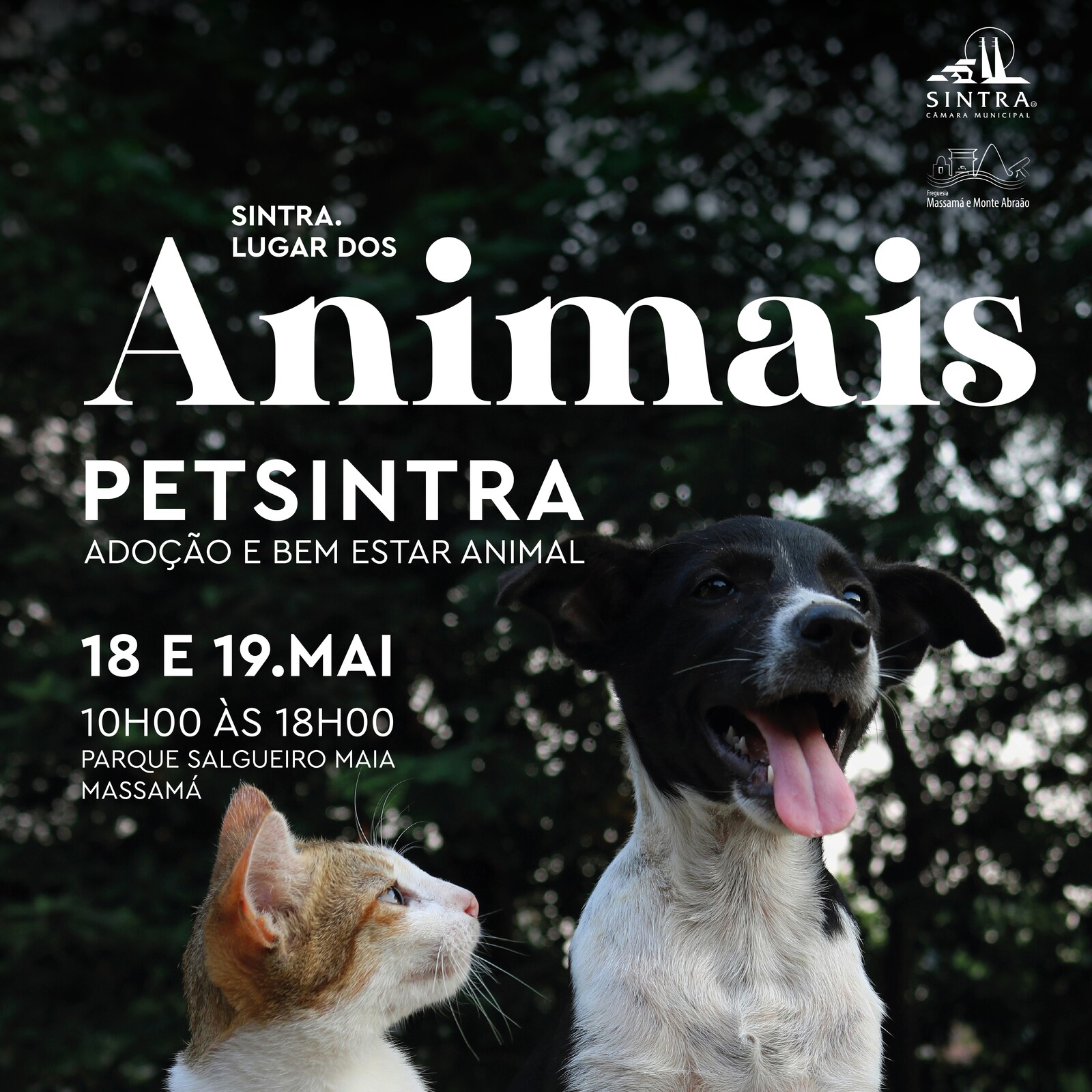 Câmara Municipal de Sintra | PetSintra - Feira de Adoção e Bem-Estar Animal está de regresso!