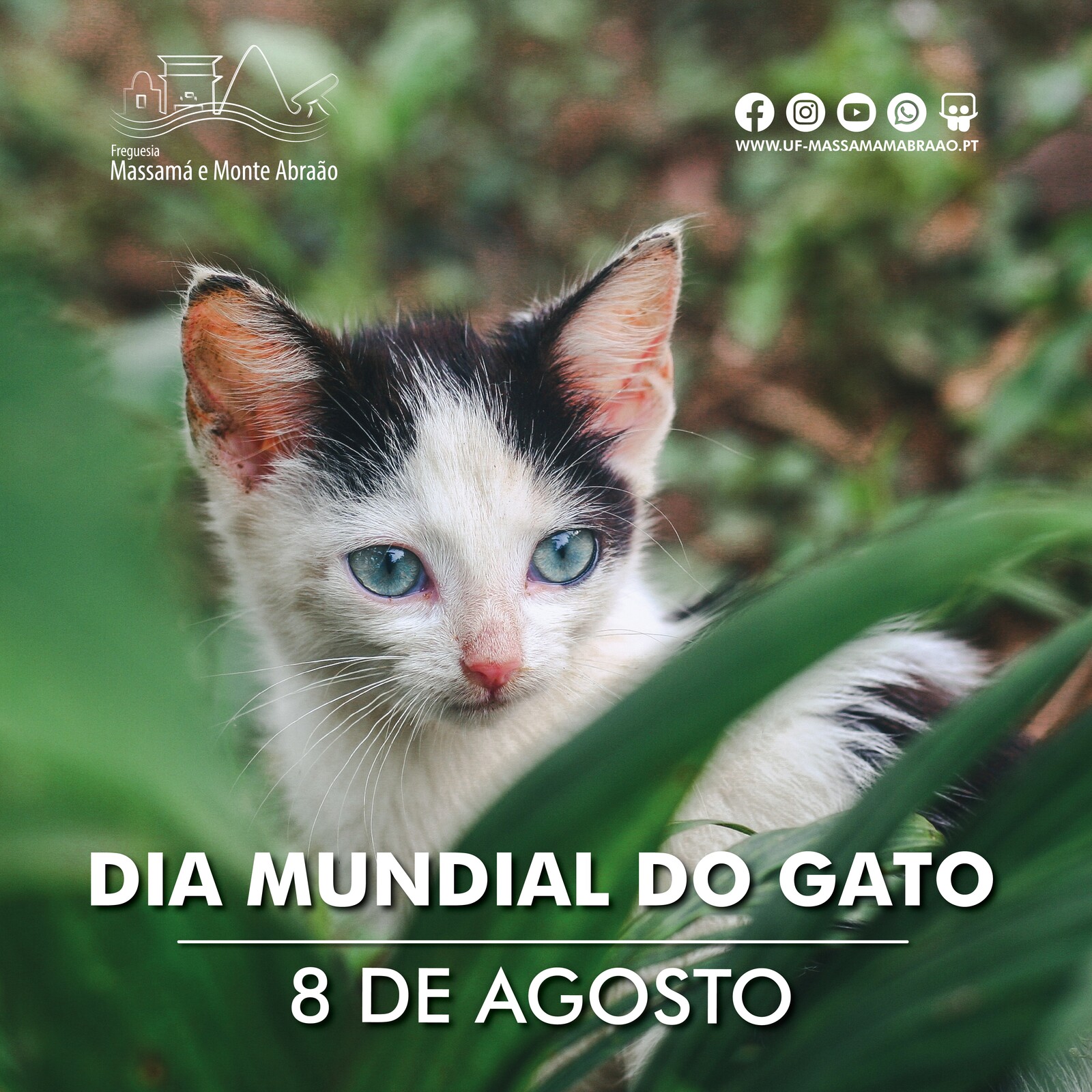 Dia Mundial do Gato