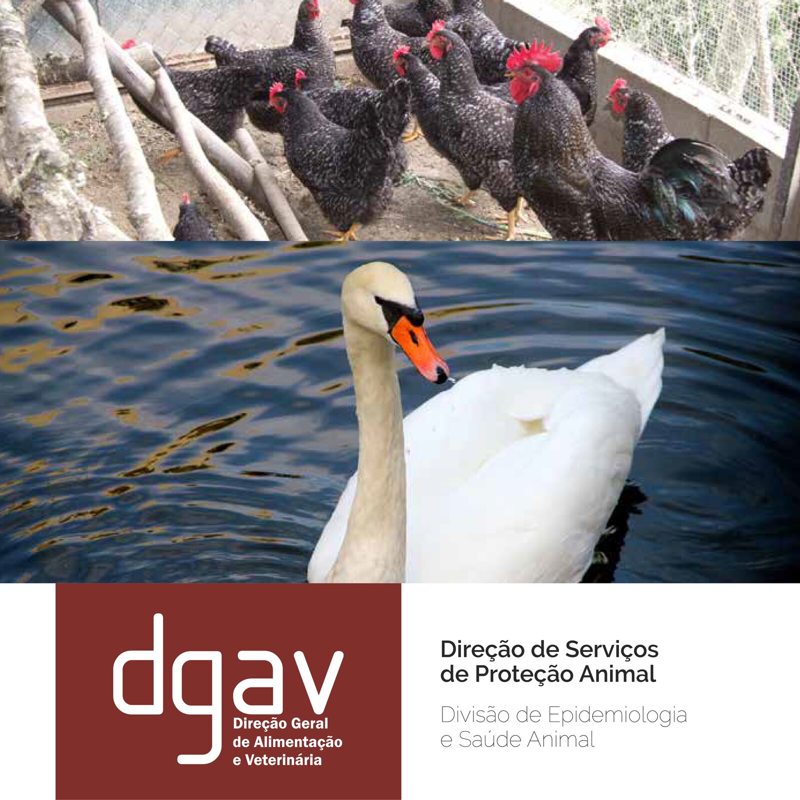 Alerta para a Gripe Aviária