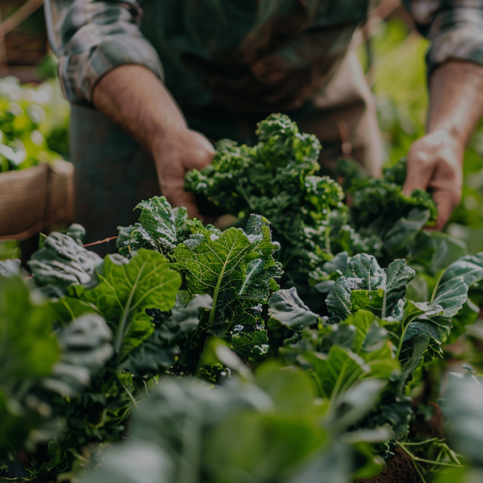 Abertura de Candidaturas para a Horta Solidária