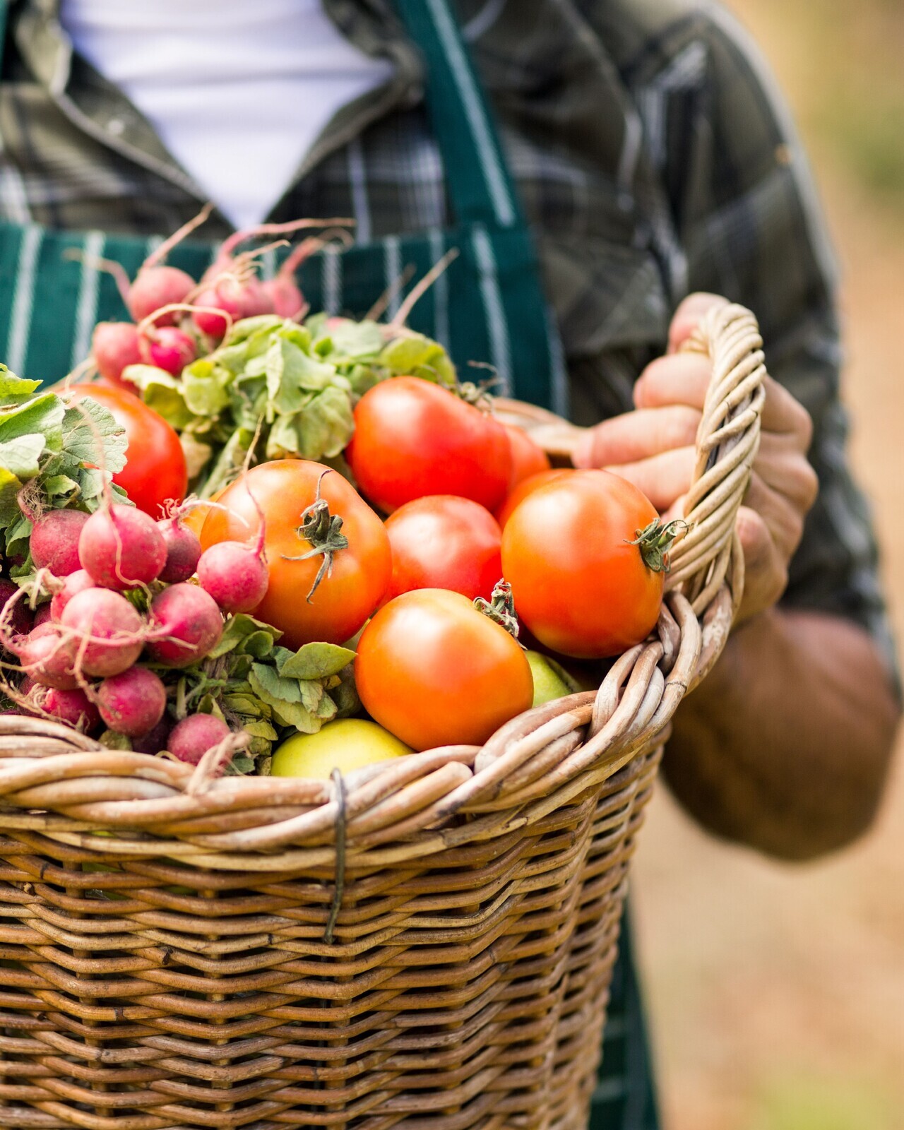 Atribuição de 15 talhões agrícolas na Horta Solidária