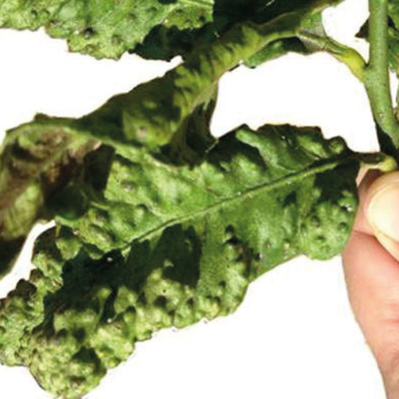 Aviso à população | Praga psila-africana-dos-citrinos