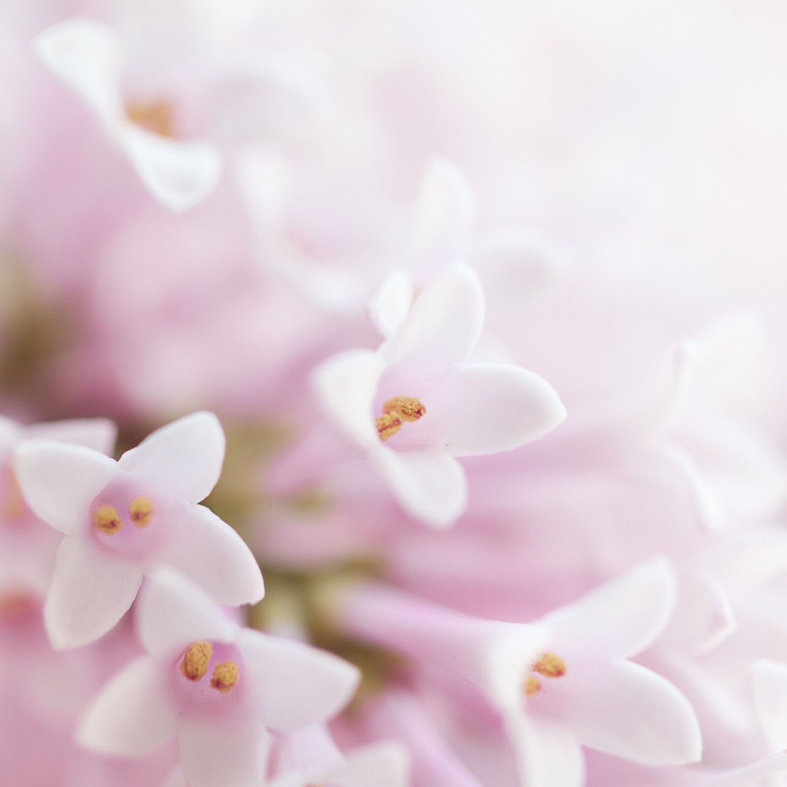 Encerramento dos Serviços