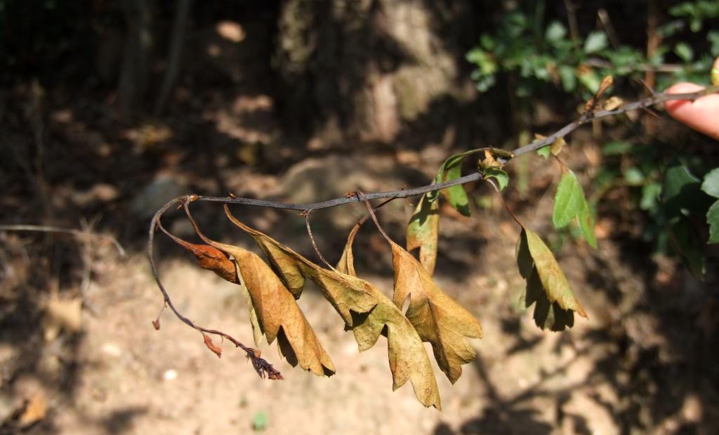 Informação para prevenção  | Bactéria nas plantas