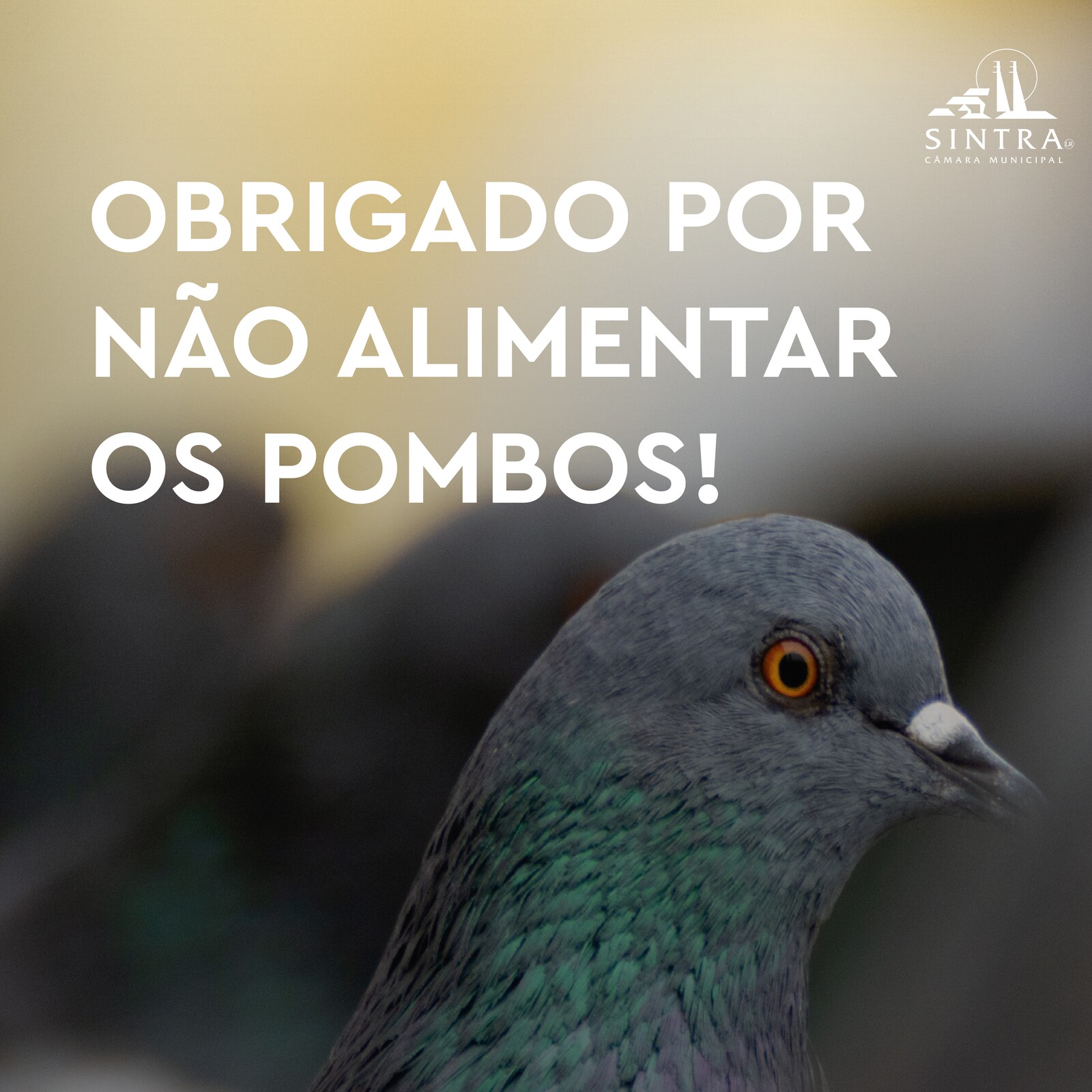 Informação | Não alimente pombos