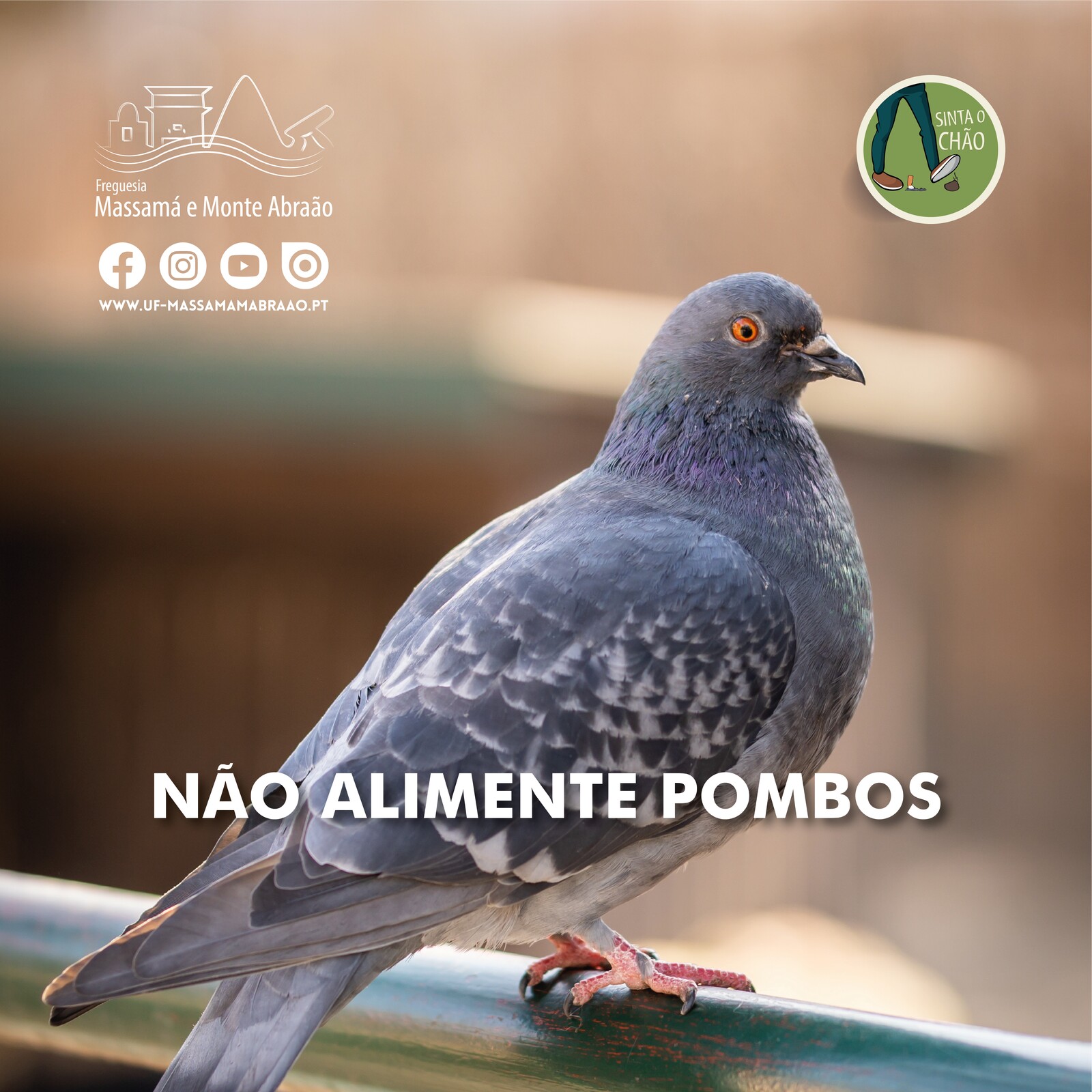 Sinta o Chão | Não alimente pombos